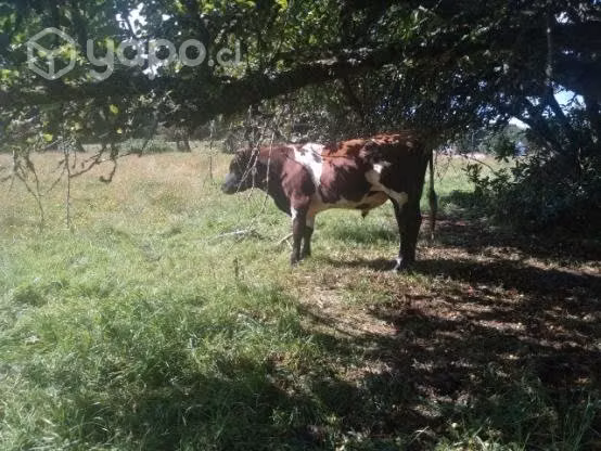 Toretes y novillos - Imagen 3