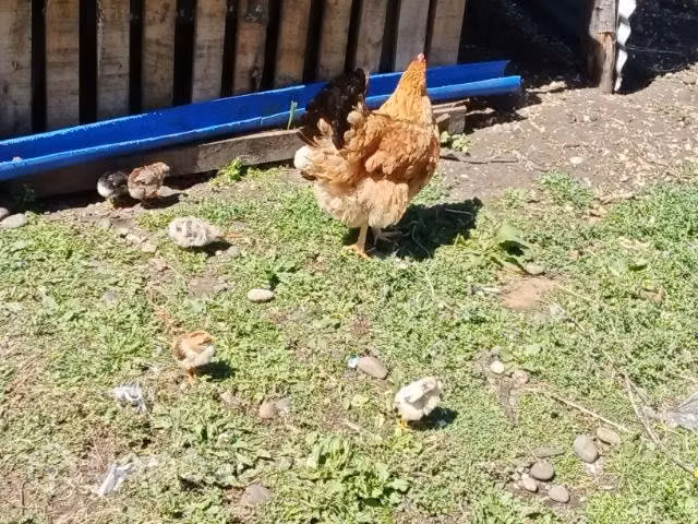 Gallinas con pollitos - Imagen 3