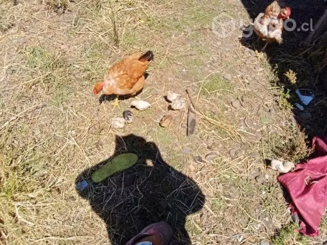 Gallinas con pollitos - Imagen 4