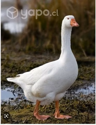 Gansos