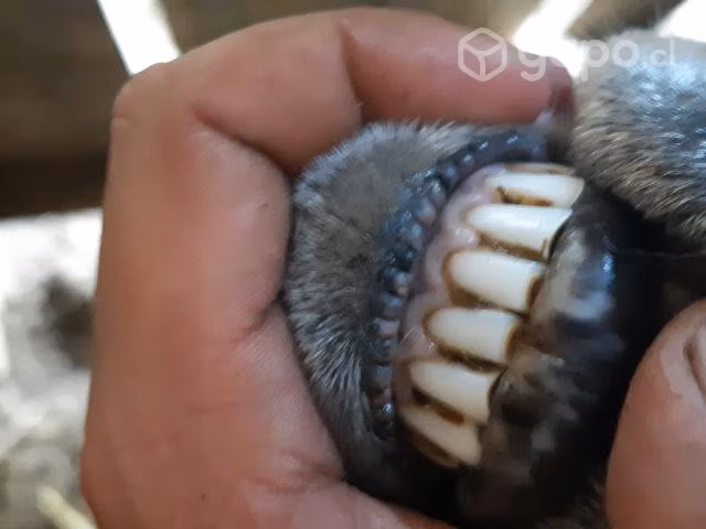 Ovejas