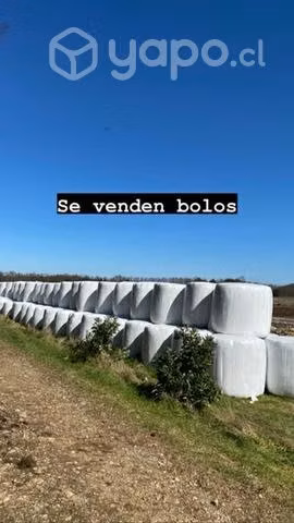 Bolos de silo - Imagen 3
