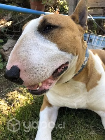 Mi perrito busca novia - Imagen 2