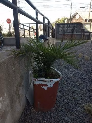 Palmera Phoenix