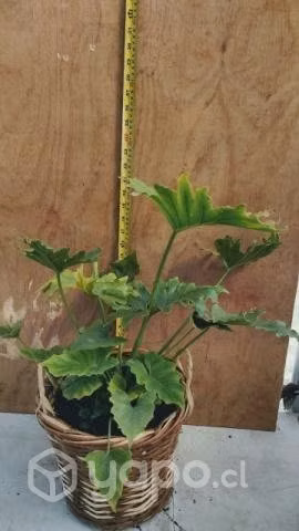 Plantas de interior