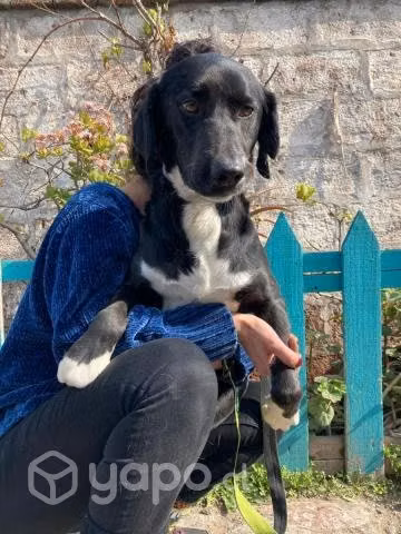 Perrito en adopción