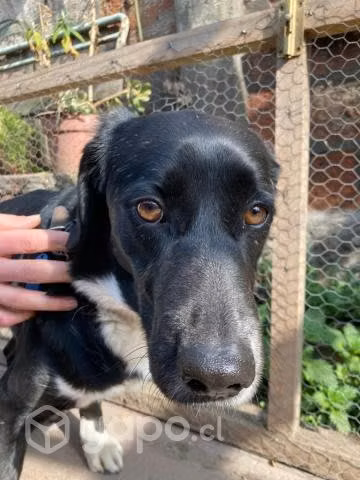 Perrito en adopción - Imagen 3
