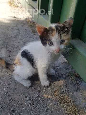 Lindos gatitos en adopcion