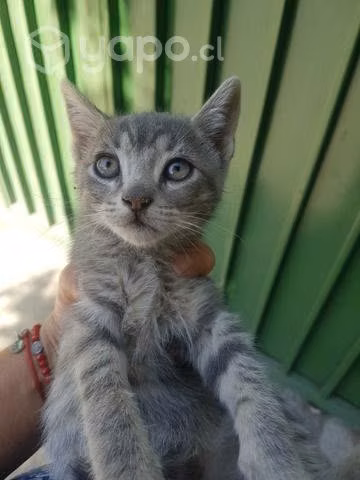 Lindos gatitos en adopcion
