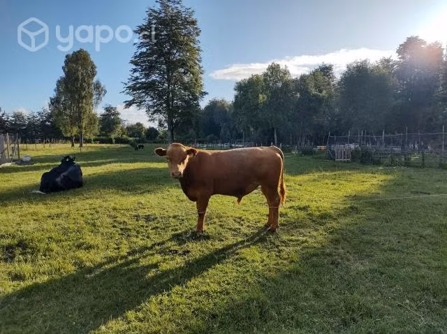 Torete angus