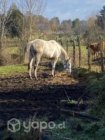 Caballo fsi ingles