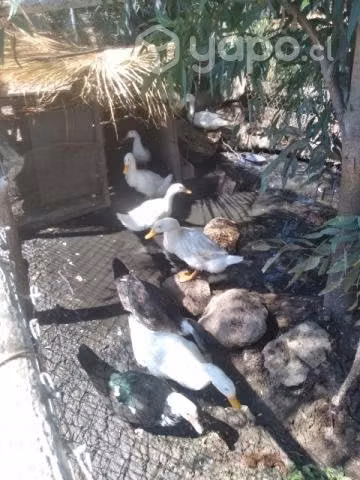 Patos - Imagen 4