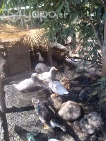 Patos - Imagen 2