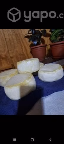 Queso de Campo