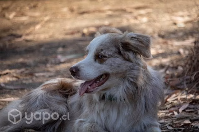 Border Collie Red Merle busca polola - Imagen 3