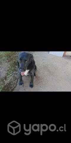 Se da adopción lindo perrito labrador