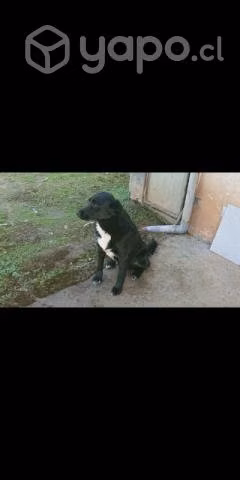 Se da adopción lindo perrito labrador