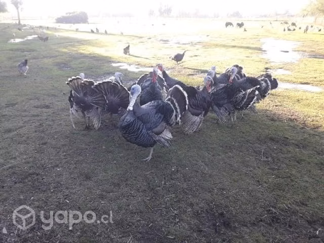 Pavas y pavos