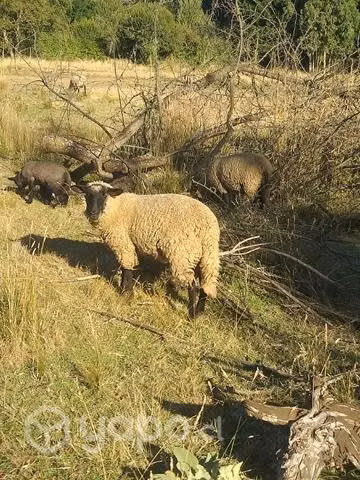 borrega