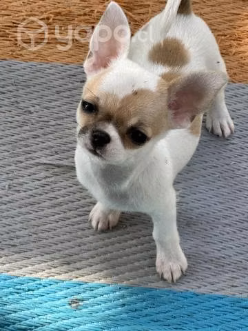 Chihuahuas cachorritos espectaculares