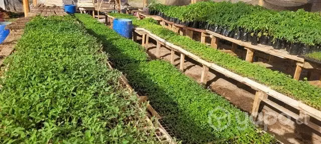 Almacigos de tomate, albahaca, pimentón y melon