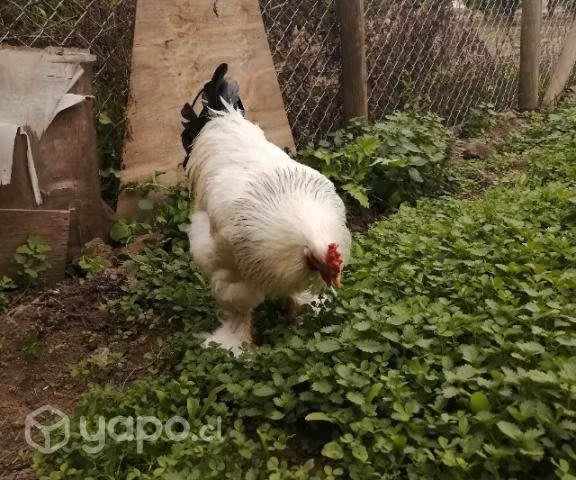 Brahma armiñado