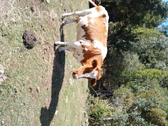 Dos vacas - Imagen 2
