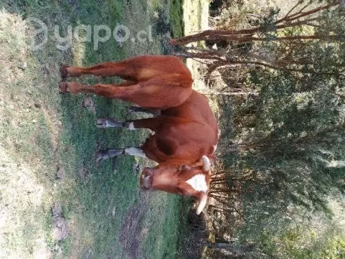 Dos vacas