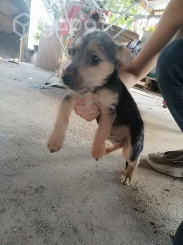 Regalo cachorritos