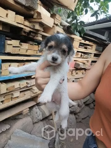 Regalo cachorritos