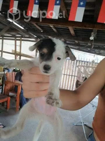 Regalo cachorritos