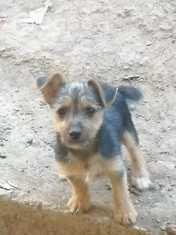 Regalo cachorritos