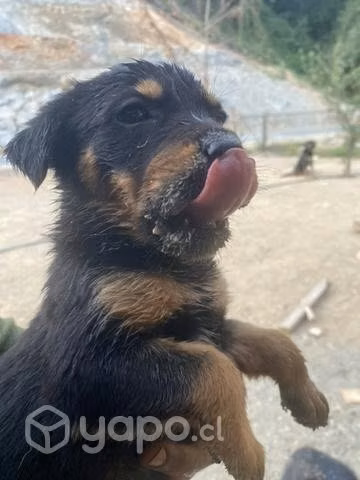 Se regalan cachorritos - Imagen 2