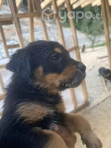 Se regalan cachorritos - Imagen 3