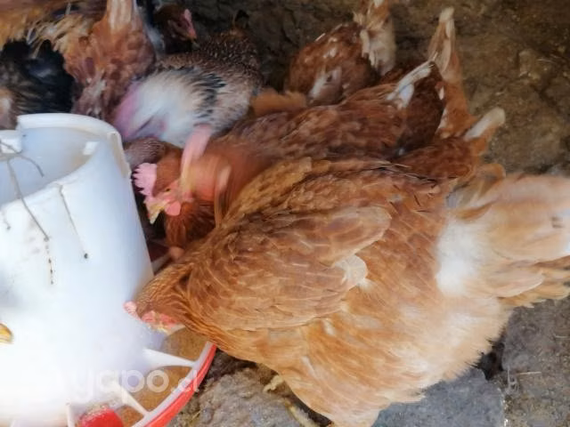 Gallinas ponedoras