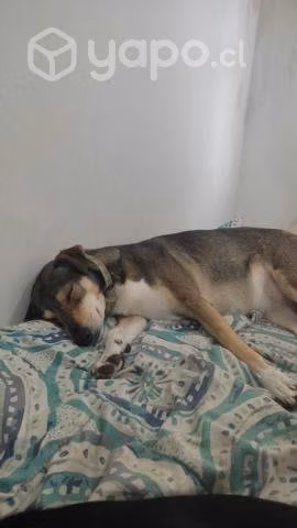 Adopción Miri Miri