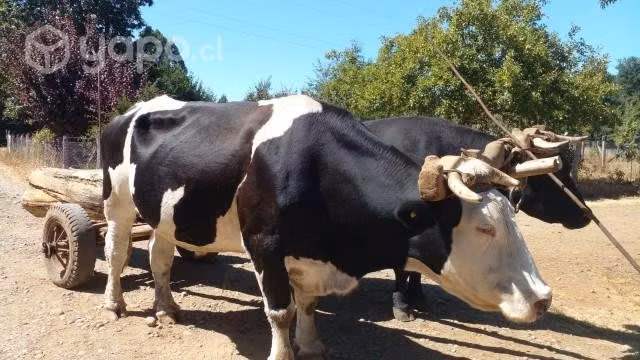 YUTE DE BUEYES Y VACA