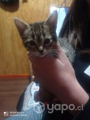 Se regalan Gatitos