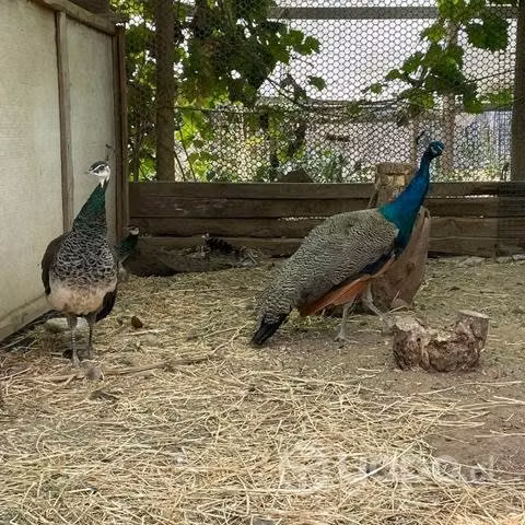 Pavos reales
