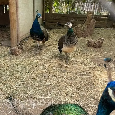 Pavos reales