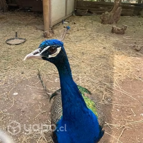 Pavos reales
