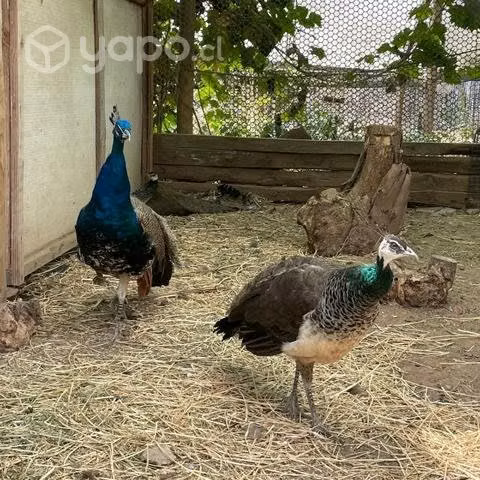 Pavos reales