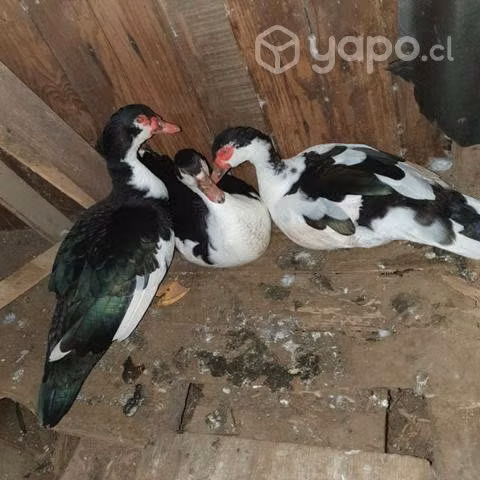 Patos machos - Imagen 2
