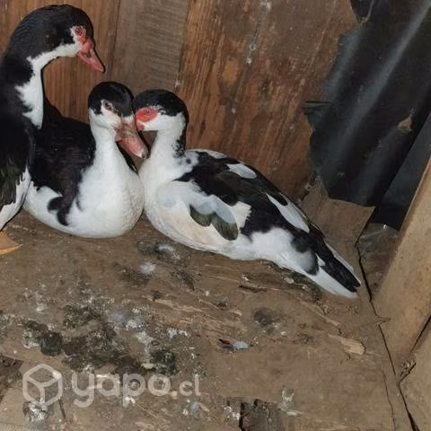 Patos machos