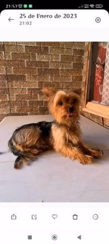Se busca novia para Yorkshire Toy