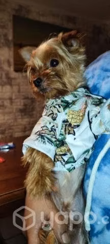 Se busca novia para Yorkshire Toy