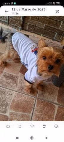 Se busca novia para Yorkshire Toy