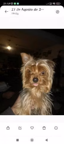 Se busca novia para Yorkshire Toy