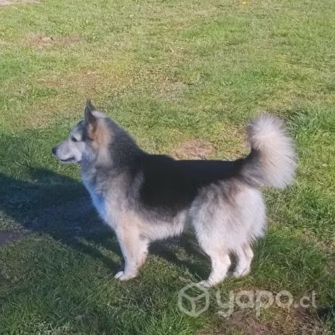 Perrito mediano de cinco años en adopción