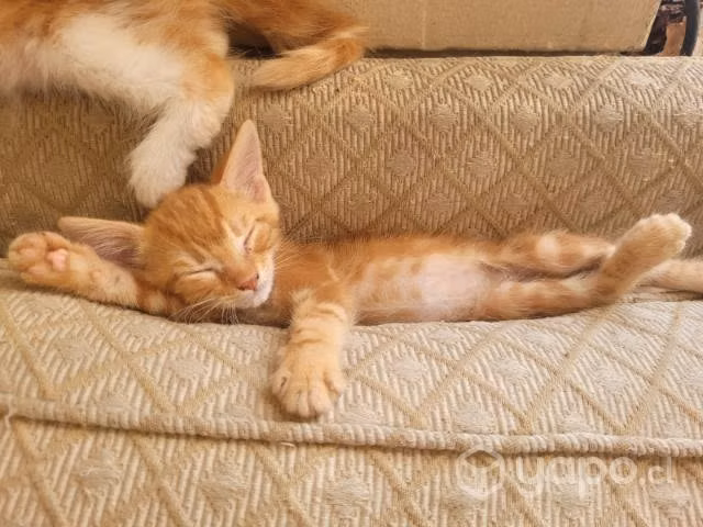 gatitos de 2 meses